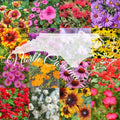 Wildflower Seed Mix 1 lb Bulk North Carolina Variety Covers 2,000 sq ft - Native Wildflowers Seed Blend