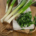 Tokyo Long Bunching Onion Seeds - NON-GMO Allium Fistulosum - Heirloom Seeds with Tracking