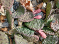 Large Cold Weather Prickly Pear Cactus Plant - 3 Pads - Opuntia spp.