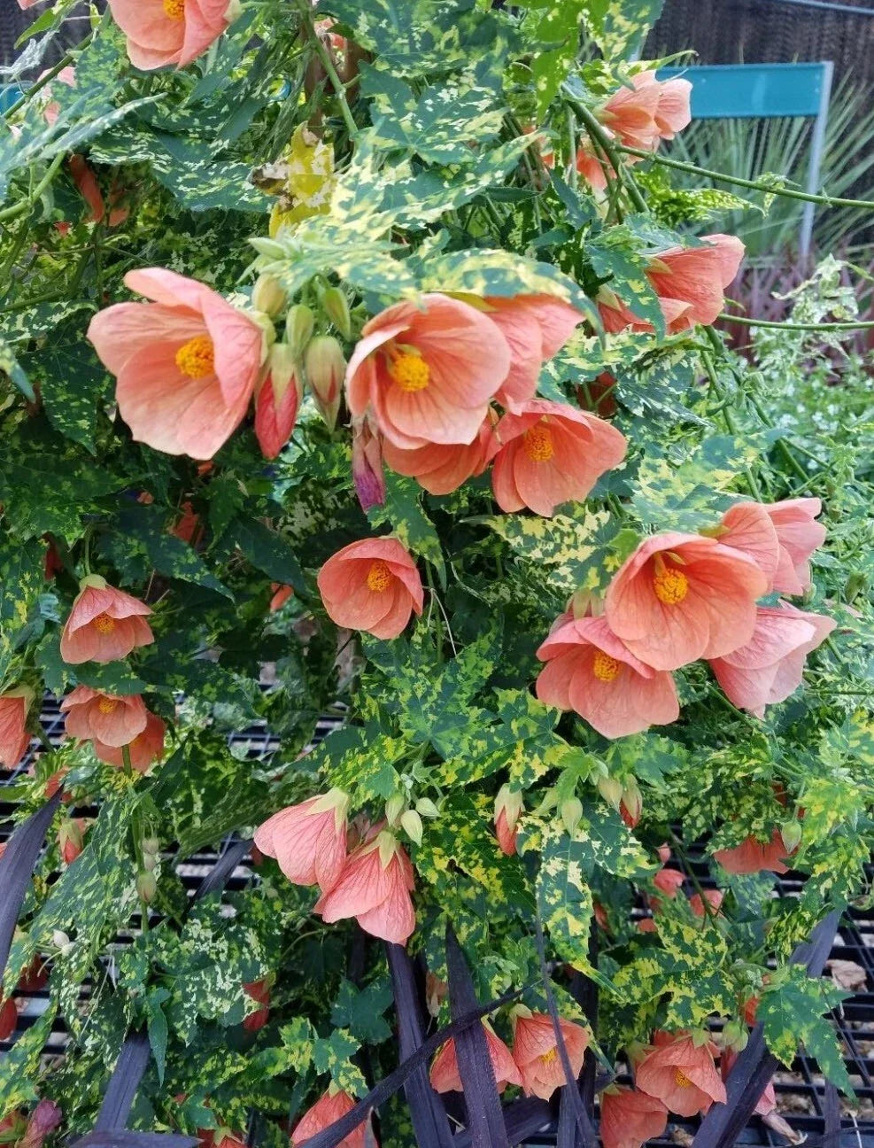 Thompsonii Variegated Peach Abutilon Flowering Maple Small Root Starter Plant - Unique Indoor Houseplant