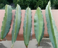 Fresh Dragon Fruit Cuttings - 8" to 12" - Multiple Varieties - Hylocereus spp.