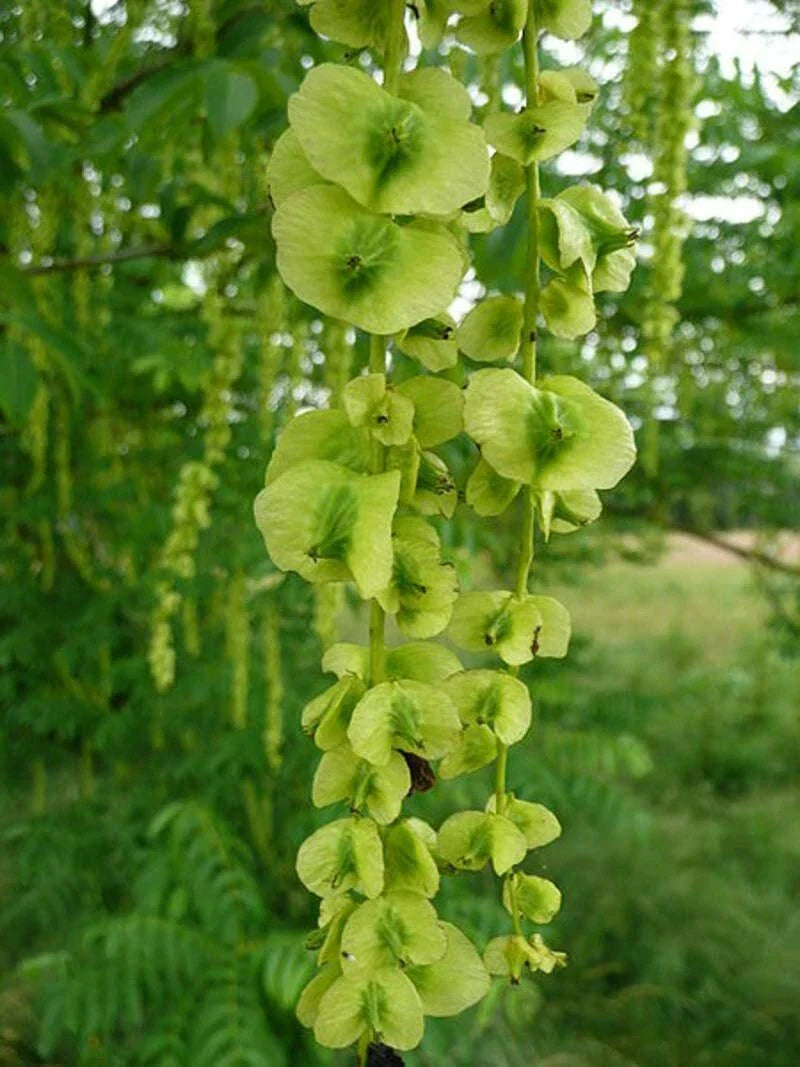 Wingnut Tree Seeds - 10 Pack - Pterocarya fraxinifolia - Grow Your Own Tree
