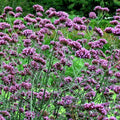 Verbena Seeds 240 Count Purple Top Verbena (Verbena bonariensis) Easy to Grow, USA Seller