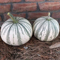Silver Edge Pumpkin Seeds for Planting (10 Seeds) - Exotic Striped Squash, Cucurbita pepo