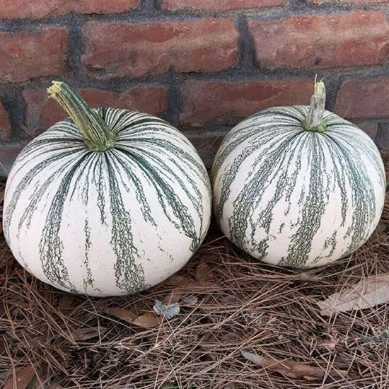 Silver Edge Pumpkin Seeds for Planting (10 Seeds) - Exotic Striped Squash, Cucurbita pepo