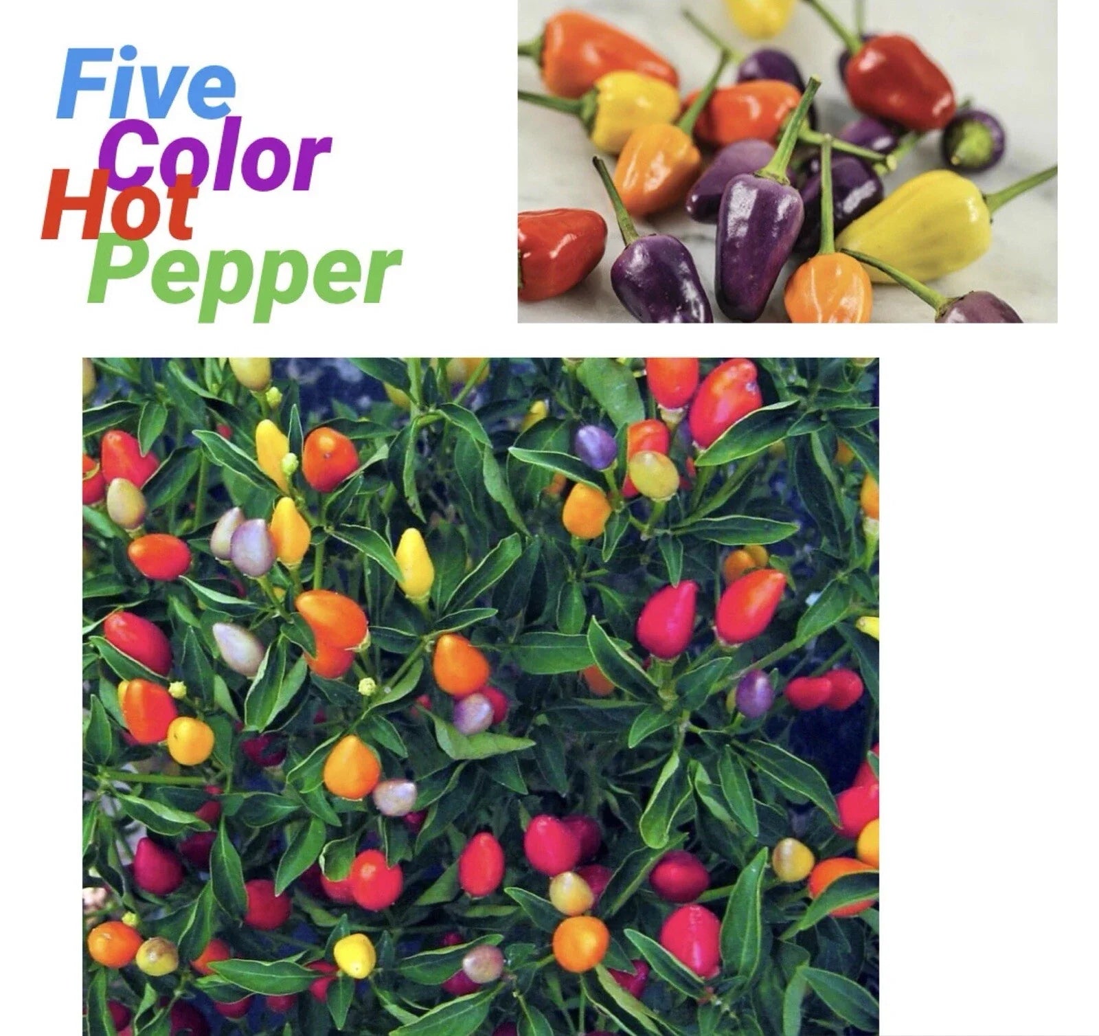 Five Color Chili Pepper Seeds - 25 Rainbow Chili Seeds - Capsicum Annuum - Free Green Eggplant Seeds