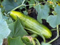 Cucumber Seeds 500 Count Long Green Improved Heirloom Non-GMO Cucumis sativus