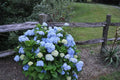Nikko Blue Hydrangea Plant 4'' Pot Blue Flowers Hydrangea macrophylla Low-Maintenance Garden Shrub