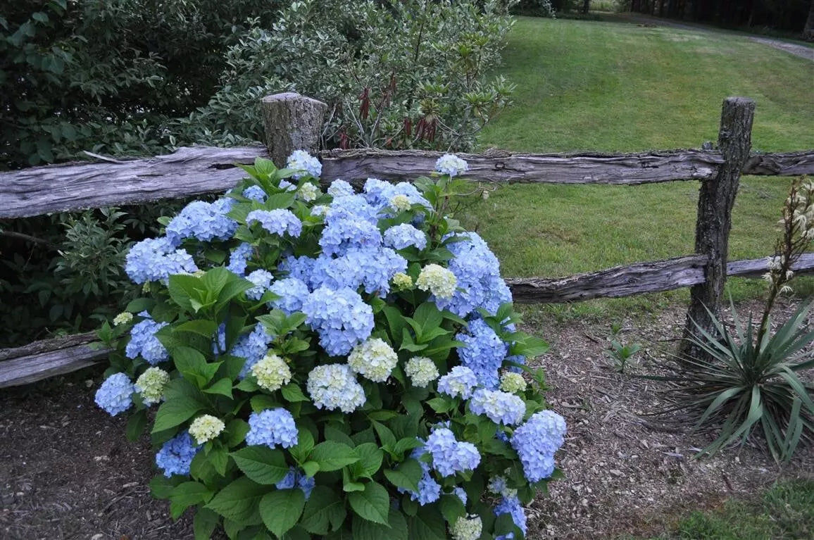 Nikko Blue Hydrangea Plant 4'' Pot Blue Flowers Hydrangea macrophylla Low-Maintenance Garden Shrub