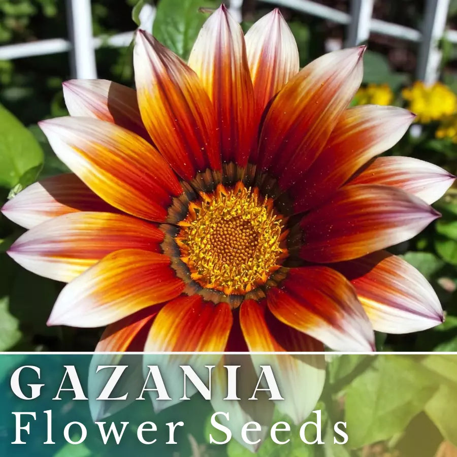 Gazania Seeds - Ruby Sunset - 75+ Non-GMO Fresh Flower Seeds - Fragrant Flowers (Gazania rigens)