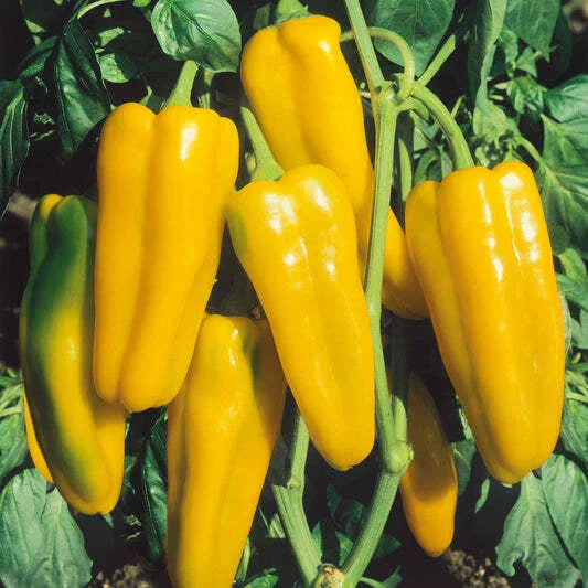 Golden Marconi Sweet Pepper Seeds - 50+ NON-GMO Vegetable Garden Seeds - Capsicum annuum - USA Free Shipping