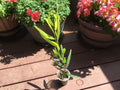 Acacia Golden Wattle Tree Sapling 1 Year Old 15 Inches - Acacia pycnantha