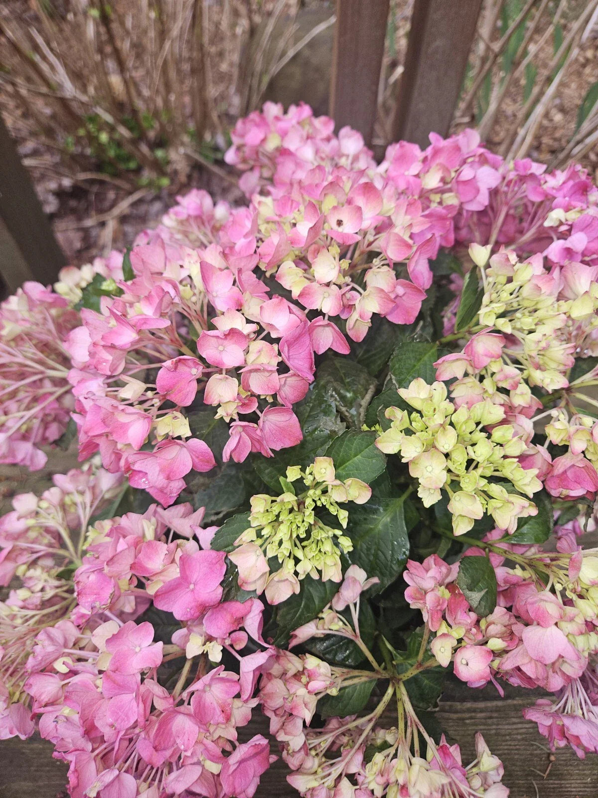 Pink Hydrangea Bare Root Plant - Medium Size - Elegant Pink Blooms - Hydrangea macrophylla - Outdoor Garden Favorite