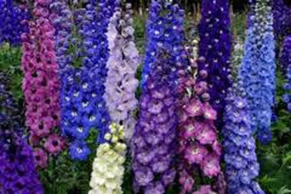 Delphinium Seeds, 1000 Seeds, Giant Imperial Mix, Striking Mixed Colors, Delphinium elatum