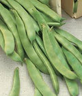 Romano Pole Bean Seeds - 15 Italian Roma II - Brown/White Flat - Phaseolus vulgaris
