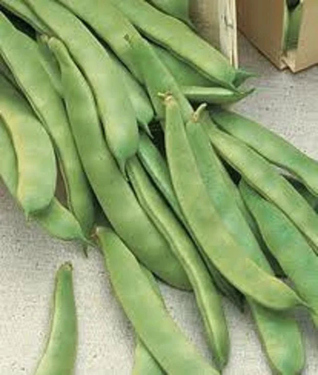 Romano Pole Bean Seeds - 15 Italian Roma II - Brown/White Flat - Phaseolus vulgaris