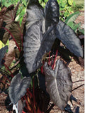 Diamond Head Elephant Ear Plant - Small Rooted Starter, Colocasia esculenta, Tropical Foliage, Indoor/Outdoor Garden