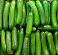 Persian Beit Alpha Cucumber Seeds - 40+ Heirloom Non-GMO, US Grown, Lebanese Variety, Organic Gardening Supplies