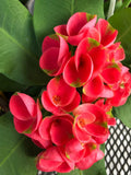 Thai Hybrid Crown of Thorns Cutting - Large Bloom Euphorbia milii 'Mandy' Rooted Plant
