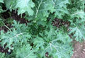 Premium Organic White Russian Kale Seeds - Heirloom Variety for Home Gardening - Brassica oleracea