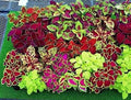 Coleus Jazz Combo Mix Seeds 1000 Pack - Coleus Blumei Varieties