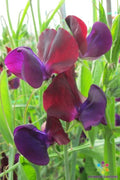 Purple Prince Sweet Pea - 50+ Seeds - Lathyrus odoratus - Ideal for Garden Planting - USA Grown, Free Shipping