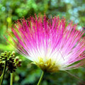 Pink Mimosa Tree Cuttings Lot of 30, Unrooted 7-8", Rich in Nectar for Honey Bees, Albizia julibrissin