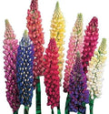 Giant Lupine Seeds - 200 Count - Exotic Flower Variety - Lupinus polyphyllus