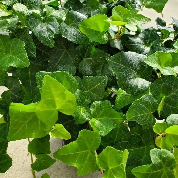 English Ivy Rooted Cuttings 4'' | Hedera helix | Live Houseplant Cuttings for Indoor Gardening