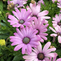 Light Purple Cape Daisy Seeds - 200+ Count for Garden Planting - Osteospermum ecklonis - USA