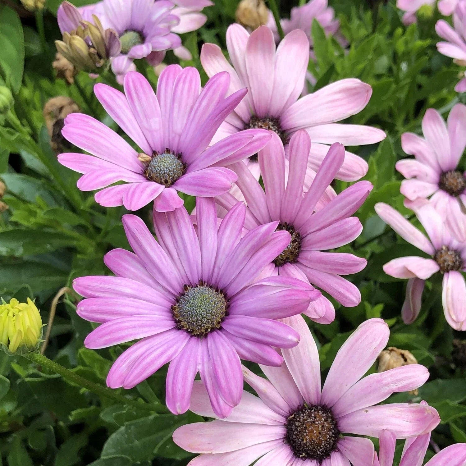 Light Purple Cape Daisy Seeds - 200+ Count for Garden Planting - Osteospermum ecklonis - USA