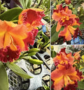Cattleya Orchid Plant Bare Root 3 Stem Rlc Chief Queen No Tag