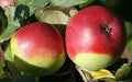 Fameuse Apple Seeds - 25+ Count for Garden Planting - Malus domestica - USA Grown, Free Shipping