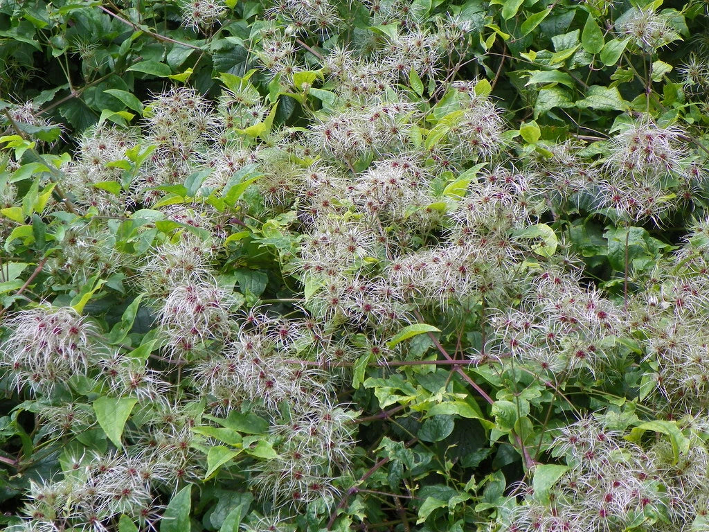 Clematis Seeds - 30 Count - Traveller's Joy, Old Man's Bear (Clematis vitalba) - Climbing Perennial Plant