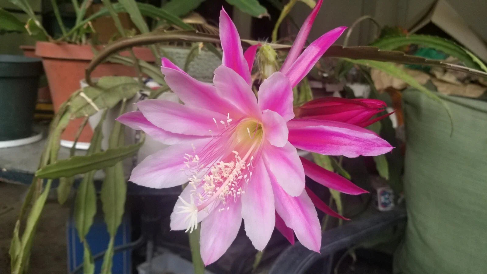 Pink Variegated Epiphyllum Cutting 6"-8" Unrooted, Unique Color, Cactus Plant, Succulent, Rare Houseplant