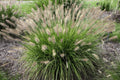 Fountain Grass Seeds - 20+ Seeds, Hardy Ornamental Variety, Pennisetum Alopecuroides
