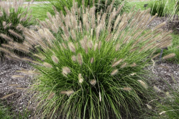 Fountain Grass Seeds - 20+ Seeds, Hardy Ornamental Variety, Pennisetum Alopecuroides