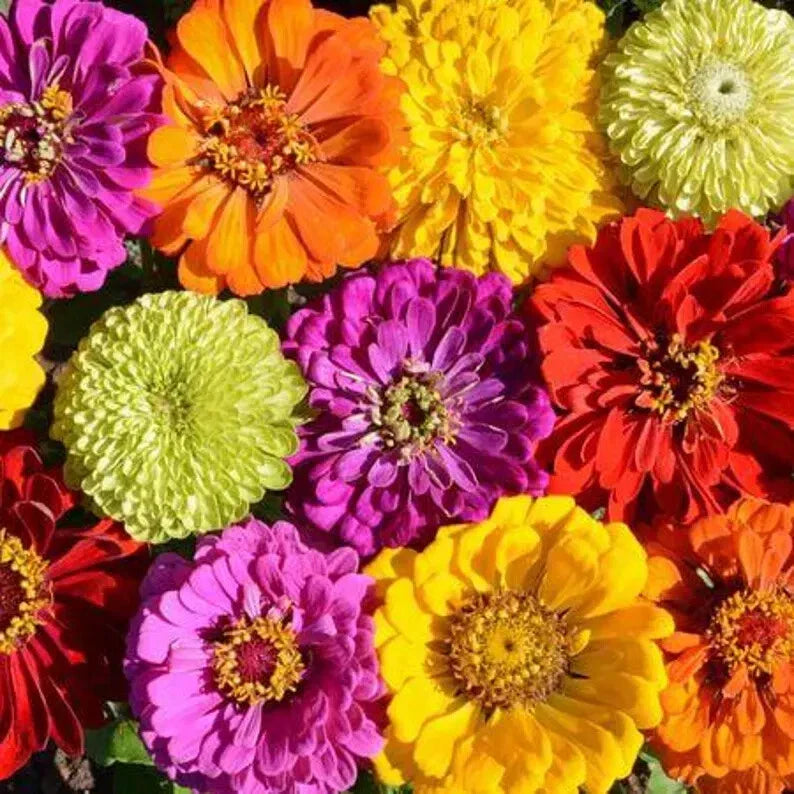 Zinnia Seeds Mix - 100 Organic Painted Wagon Seeds - USA Grown - Colorful Flower Garden Plants