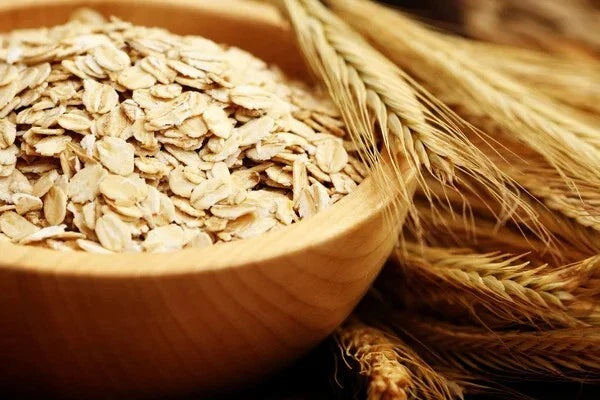 Organic Oat Seeds 200 Seeds Avena sativa Non-GMO Heirloom