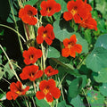 Spitfire Nasturtium Seeds - 50+ Pack for Garden Planting - Tropaeolum majus - USA Grown