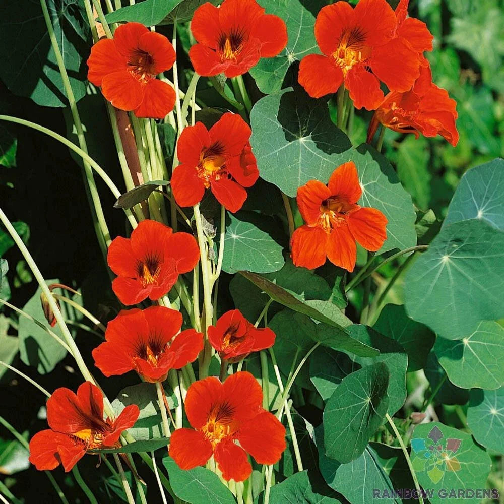 Spitfire Nasturtium Seeds - 50+ Pack for Garden Planting - Tropaeolum majus - USA Grown