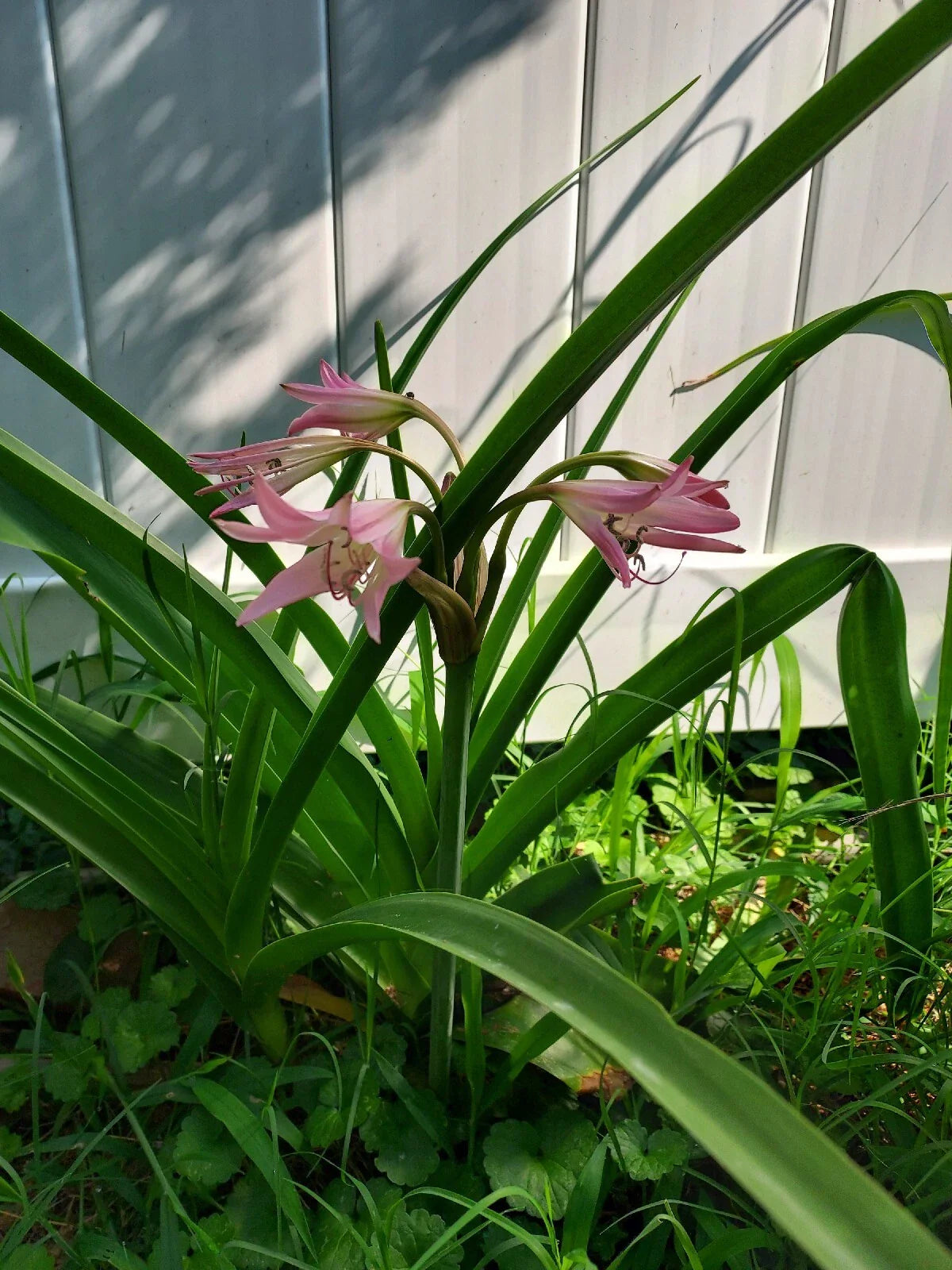 Crinum Rosea Cape Lily Bulb - Large Pink Flowering Plant - Healthy Single Bulb