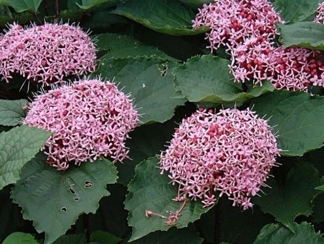 Pink Clerodendrum Cuttings with Roots - 3 Count - Clerodendrum thomsoniae