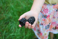 Giant Blackberry Seeds Bulk 1000 - Medicinal Antioxidant Variety - Rubus fruticosus 'Triple Crown'