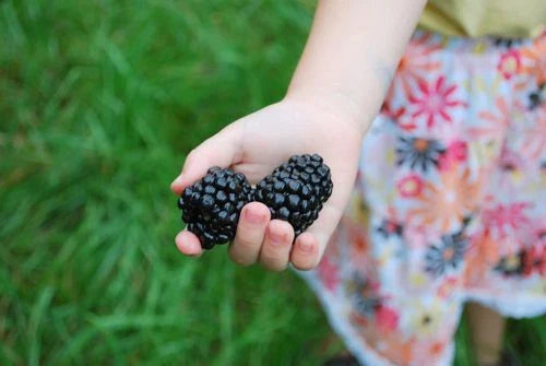 Giant Blackberry Seeds Bulk 1000 - Medicinal Antioxidant Variety - Rubus fruticosus 'Triple Crown'