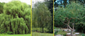 Willow Trees - 5 Pack - 2 Weeping Willows + 2 Austree Hybrid Willows - Salix babylonica + Salix × sepulcralis