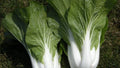 Cabbage Seeds - 100+ Heirloom Pak Choi White Stem - Non-GMO Fresh Seeds - Brassica rapa subsp. chinensis