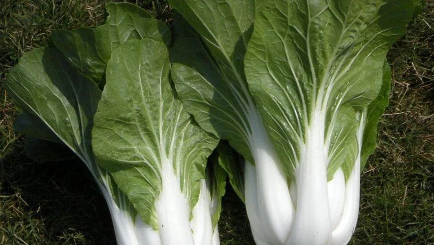 Cabbage Seeds - 100+ Heirloom Pak Choi White Stem - Non-GMO Fresh Seeds - Brassica rapa subsp. chinensis