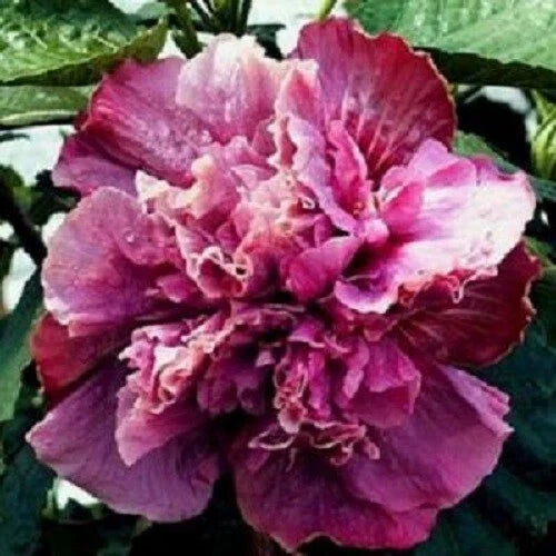 Double Pink Purple Hibiscus Seeds - 20 Perennial Flower Seeds - Hibiscus rosa-sinensis