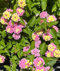 Lantana Plant Plug, 1 Hardy Chapel Hill Pink, Easy to Grow, Lantana camara